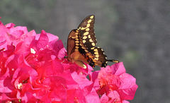 Heraclides cresphontes