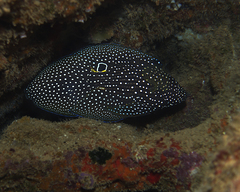 Calloplesiops altivelis