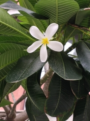 Plumeria