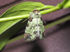 Belciana biformis
