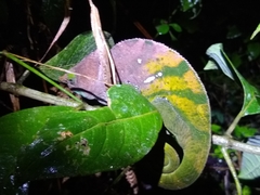 Calumma oshaughnessyi