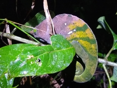 Calumma oshaughnessyi