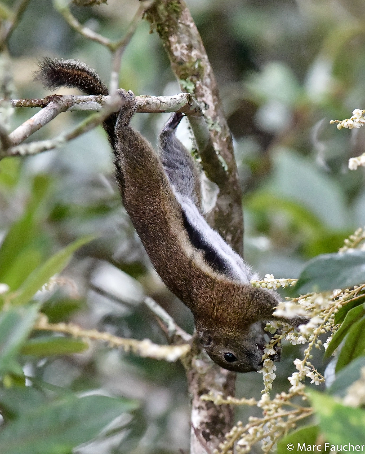 Borneo's 'carnivorous' squirrel actually mainly eats one kind of