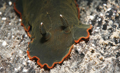 Dendrodoris arborescens image