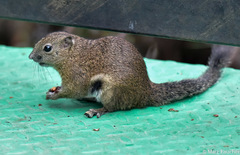 Callosciurus orestes