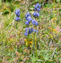 Gentiana decumbens