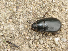 Dyscinetus rugifrons