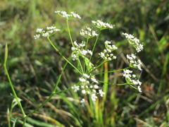 Peucedanum oreoselinum