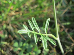 Peucedanum oreoselinum