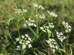 Peucedanum oreoselinum