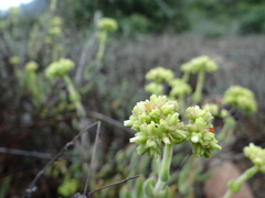 Crassula mesembryanthoides