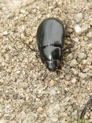 Dyscinetus rugifrons