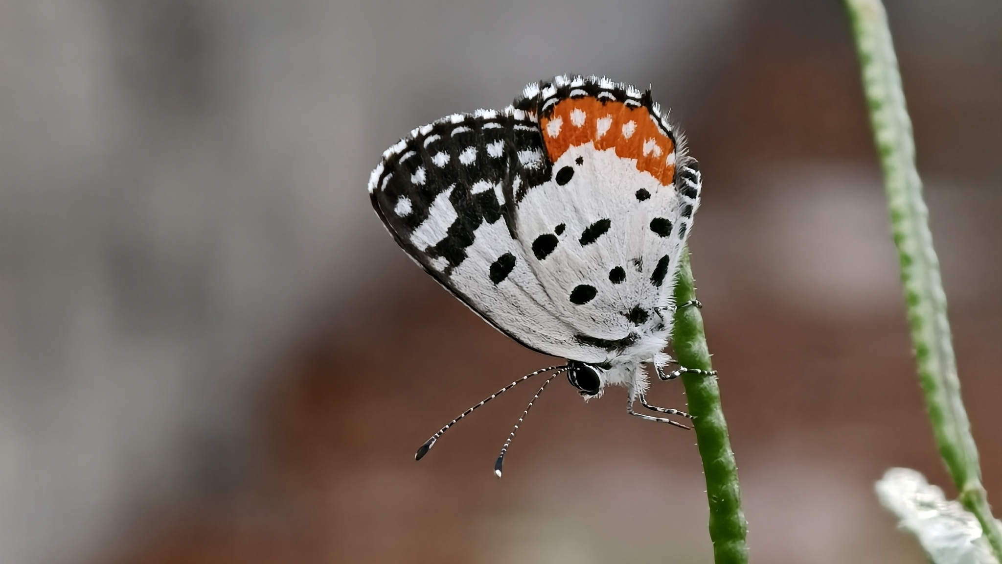 Red Pierrot