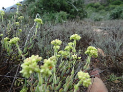 Crassula mesembryanthoides