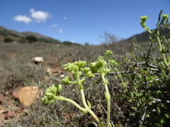 Crassula mesembryanthoides