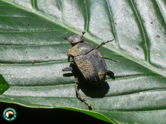 Eurysternus gracilis