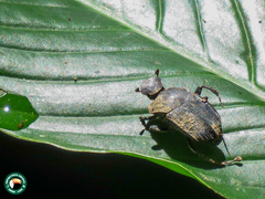 Eurysternus gracilis
