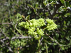 Crassula mesembryanthoides