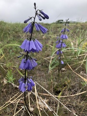 Adenophora triphylla