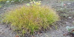 Carex lucorum