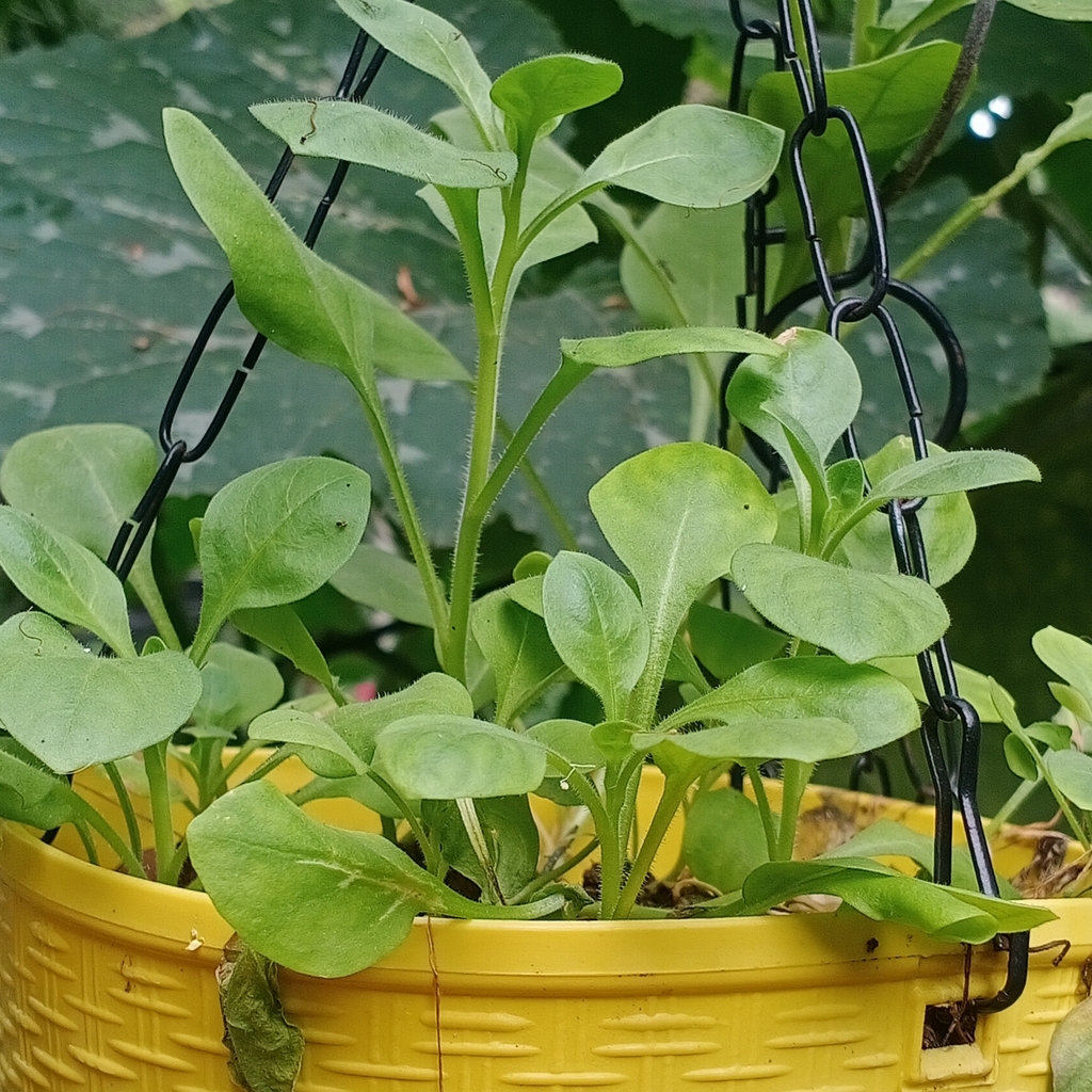 Spinacia oleracea