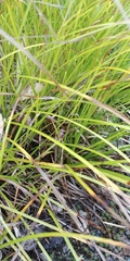 Carex lucorum