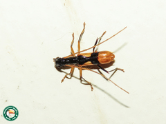 Gnomidolon elegantulum