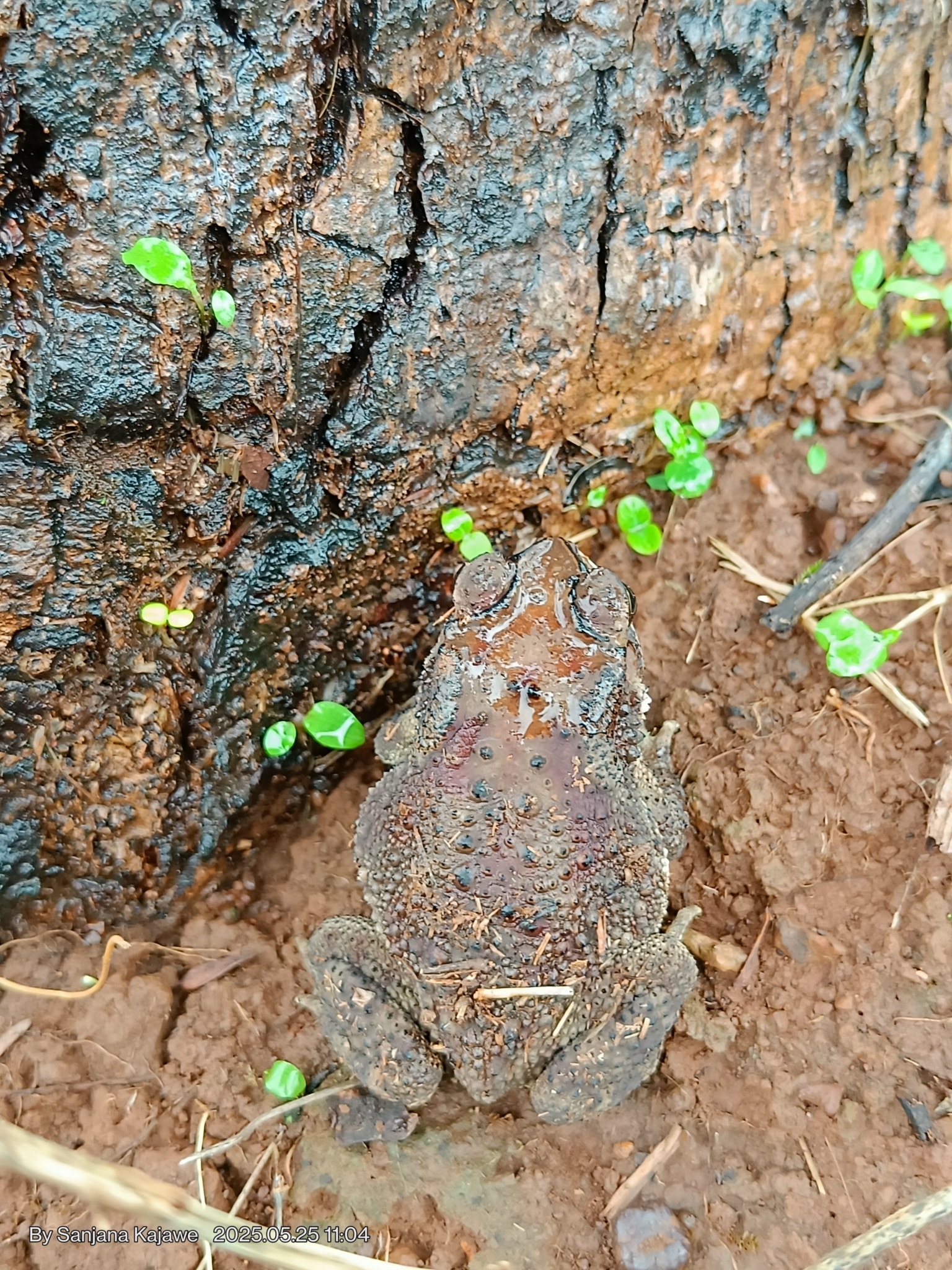 Indian Common True Toad