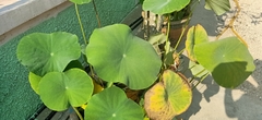 Nelumbo nucifera