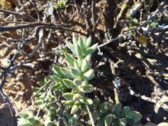 Crassula mesembryanthoides