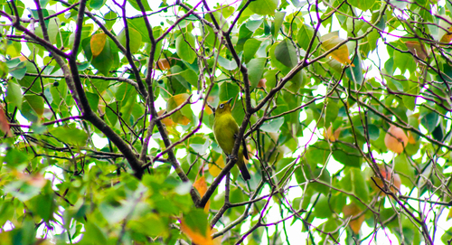Zosterops nigrorum observed 2024-10-26