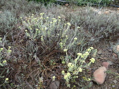 Crassula mesembryanthoides