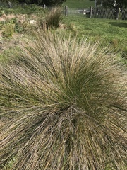 Poa cita