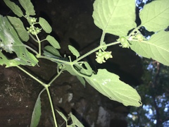 Solanum sarrachoides