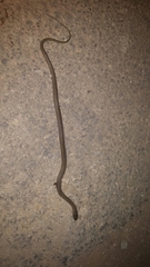 Dolichophis jugularis