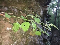 Solanum sarrachoides