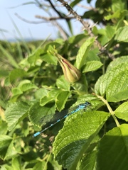 Coenagrion lanceolatum