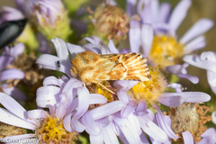 Pseudanthoecia tumida