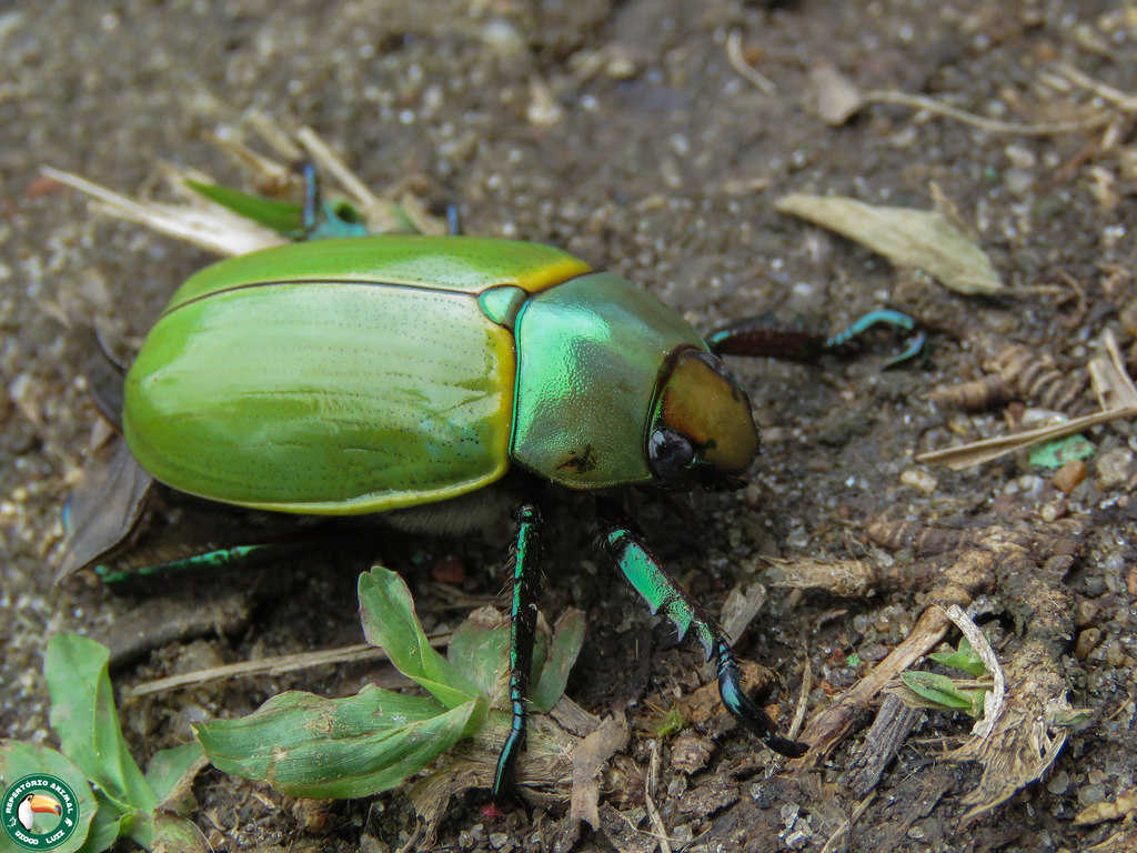 Pelidnota semiaurata