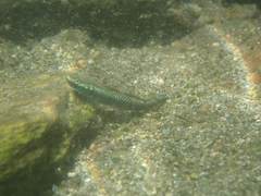 Stiphodon atropurpureus