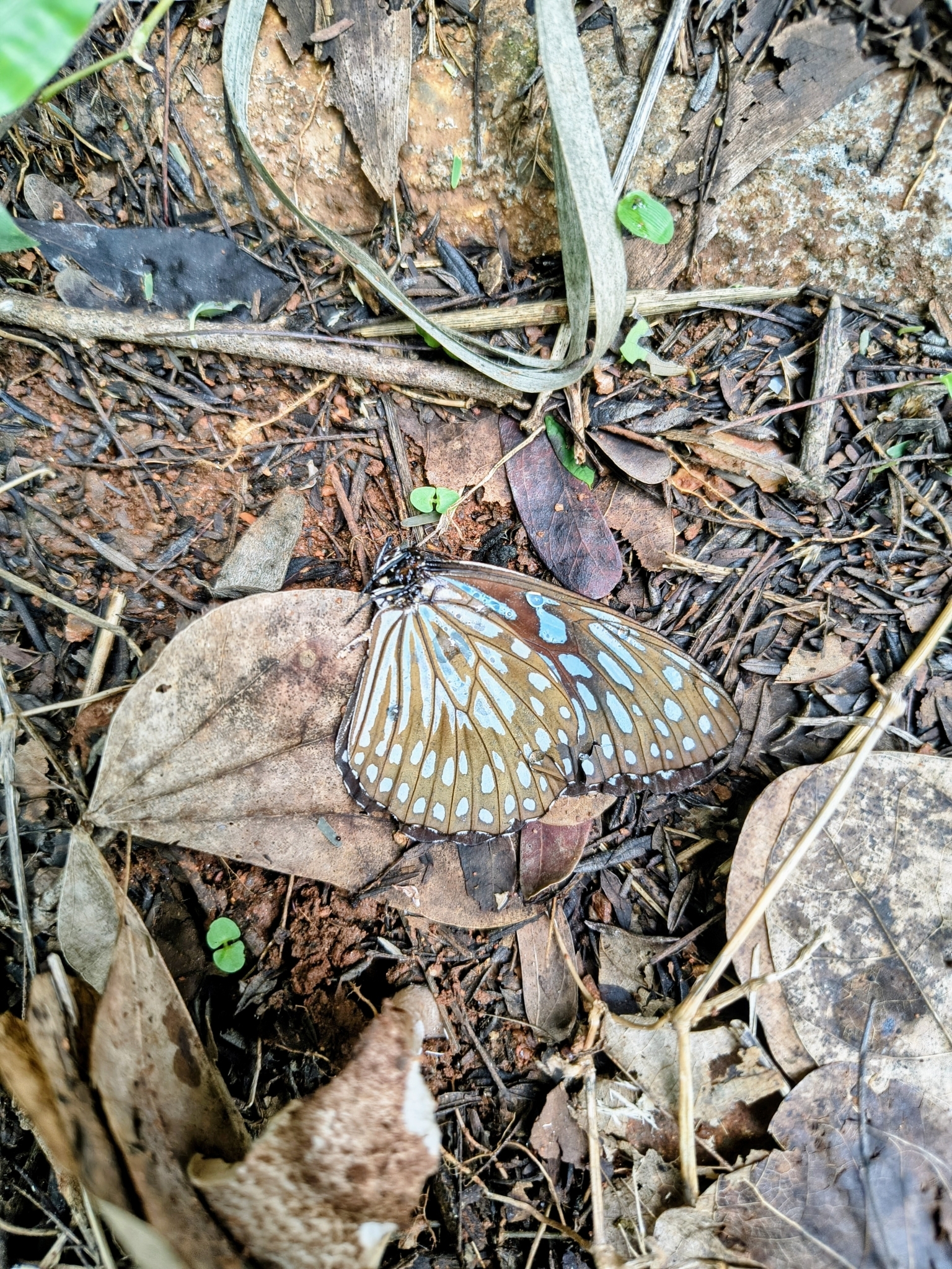 Dark Blue Tiger