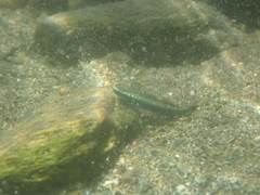 Stiphodon atropurpureus