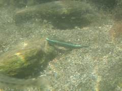 Stiphodon atropurpureus