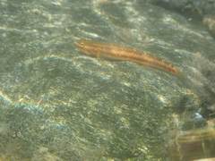 Stiphodon atropurpureus