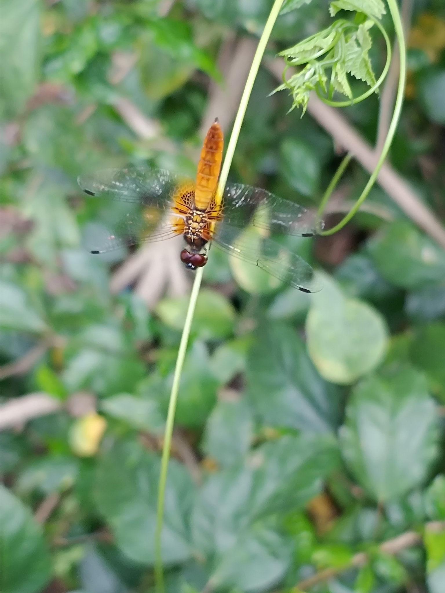 Scarlet Marsh Hawk