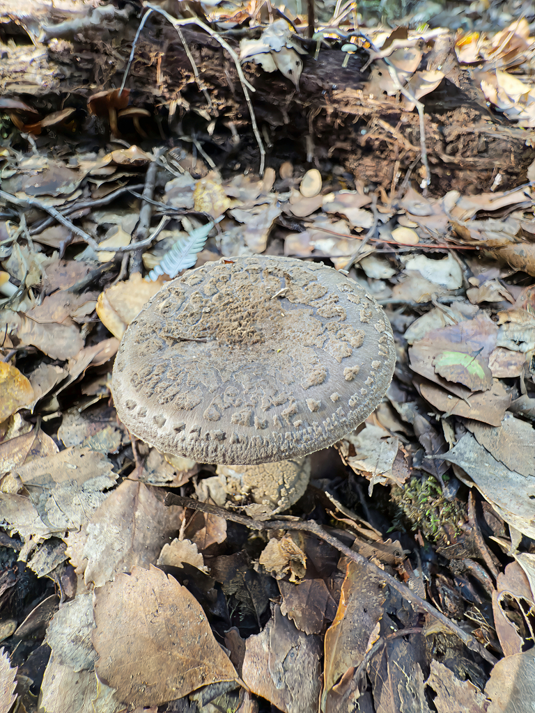 Amanita nothofagi · May 2025 · photo: © jeremy_rolfe (iNaturalist, cc-by)