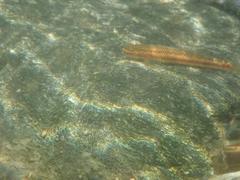 Stiphodon atropurpureus