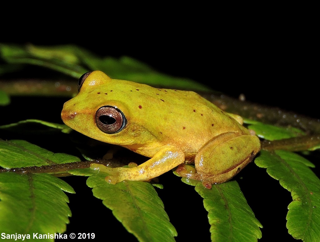 Hoffman's Shrub Frog