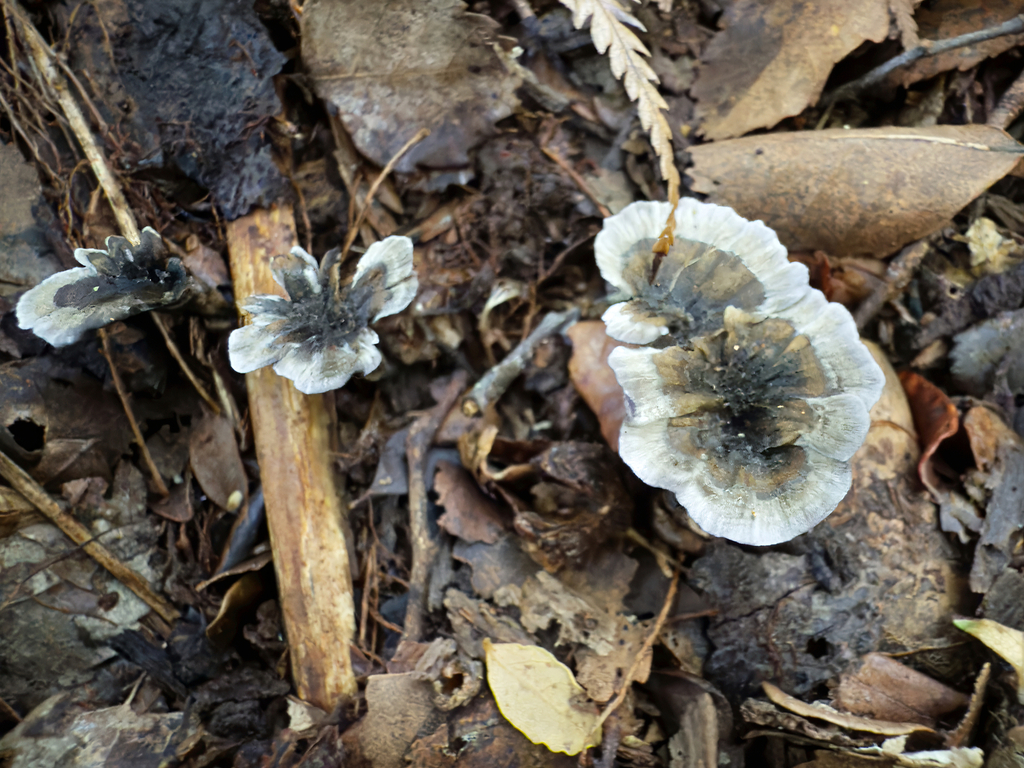 Phellodon maliensis · May 2025 · photo: © jeremy_rolfe (iNaturalist, cc-by)