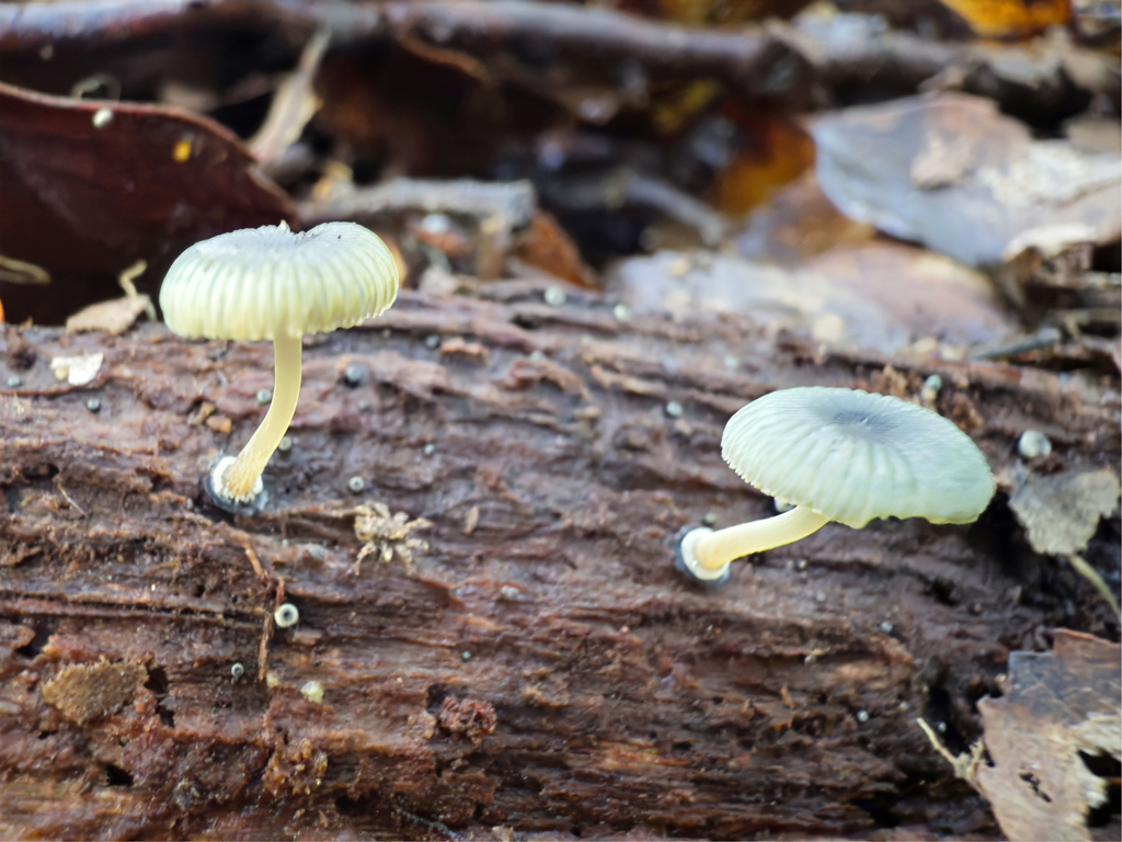 Mycena interrupta · May 2025 · photo: © jeremy_rolfe (iNaturalist, cc-by)